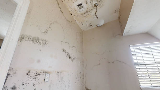 Best Dehumidification Services  in Gray, GA