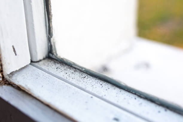 Best Industrial Mold Remediation  in Gray, GA