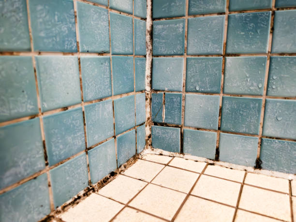 Best HVAC Mold Inspection and Cleaning  in Gray, GA